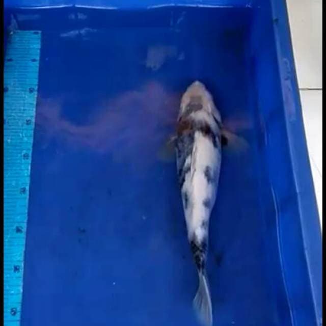 LOKAL RASA IMPORT (sirtat) 33cm
