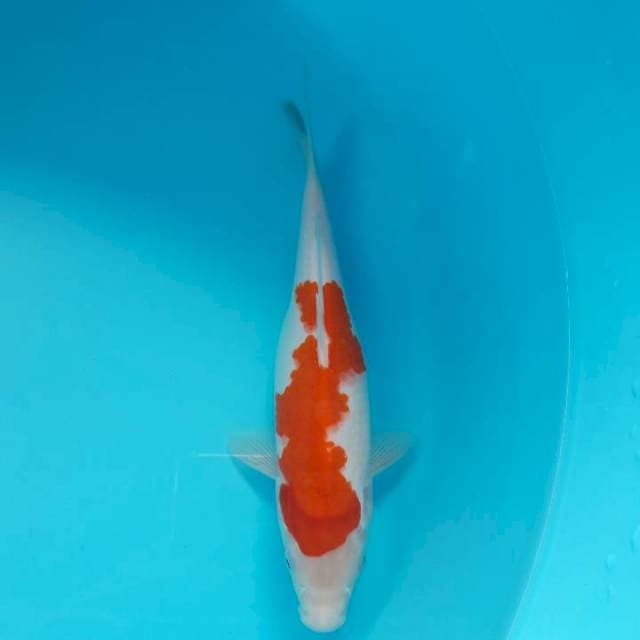 Kohaku Putih Bersih Ori 26cm