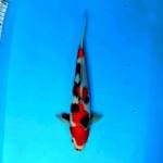 ⭐JANOKO KINDAI SHOWA SQMOTOGORO⭐ male 32 cm