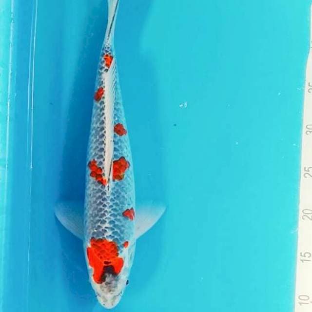 Goshiki Strong Jantan 38cm