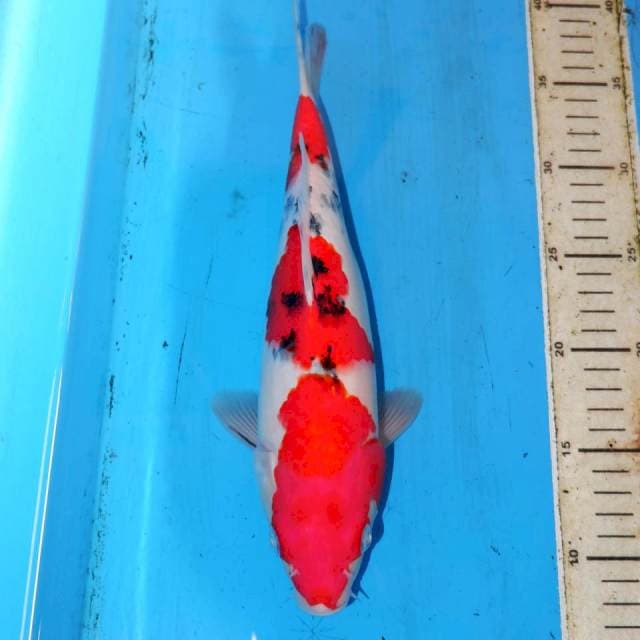 31cm SANKE BONSOR