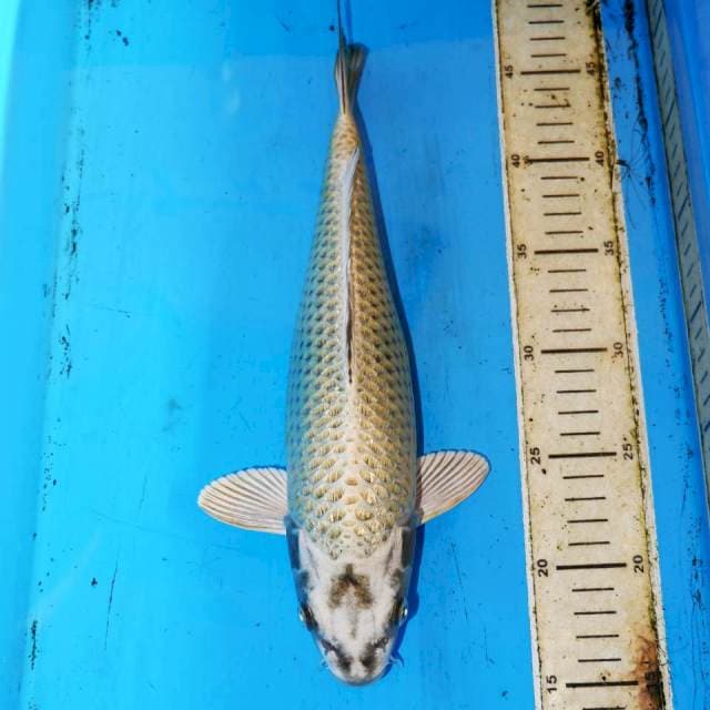 32cm GINDRIN MUKASI JINAK