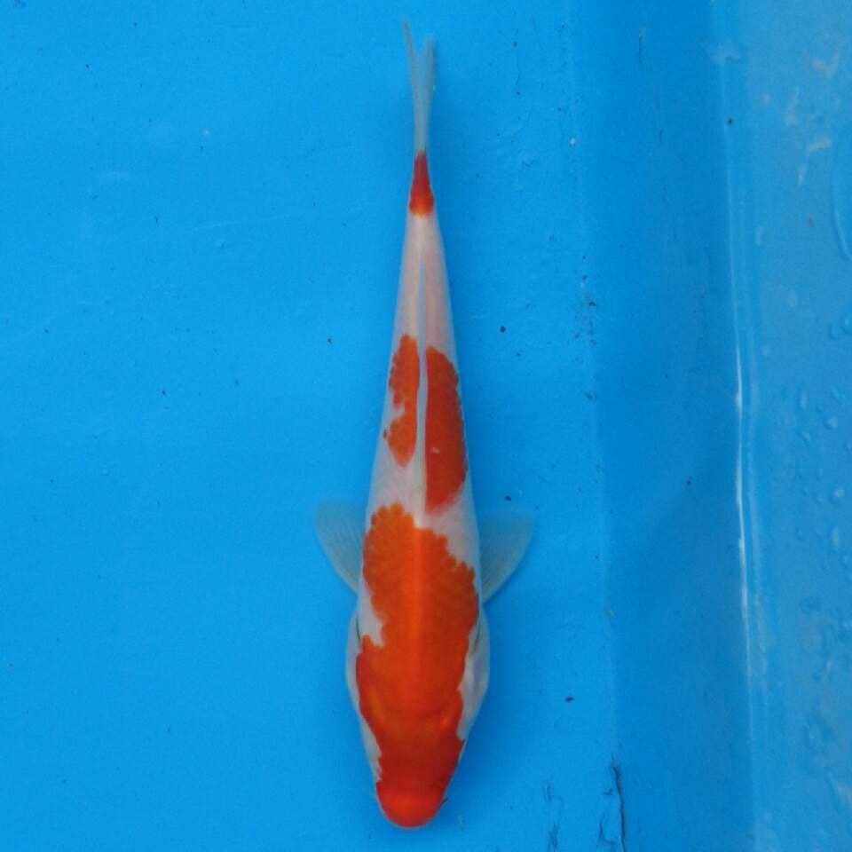 Kohaku F1