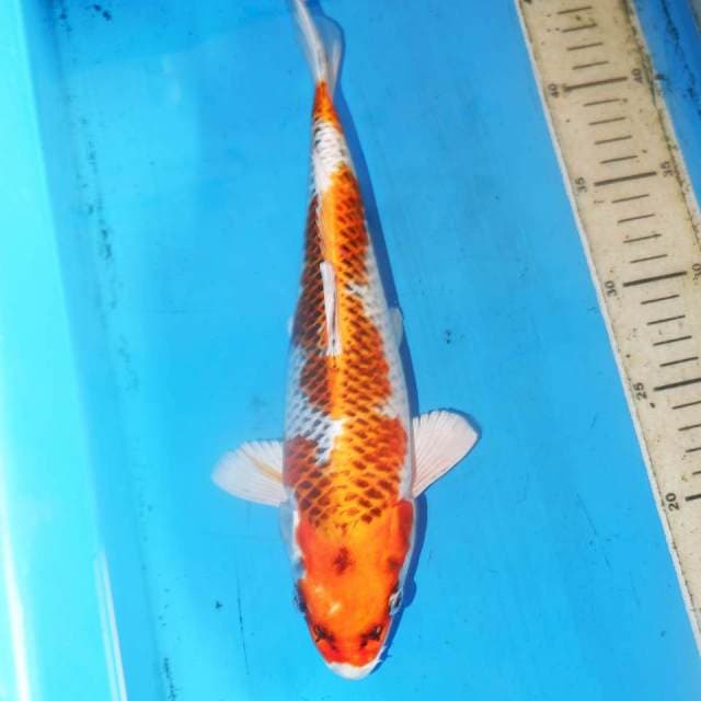 30cm KUJAKU HIKARI