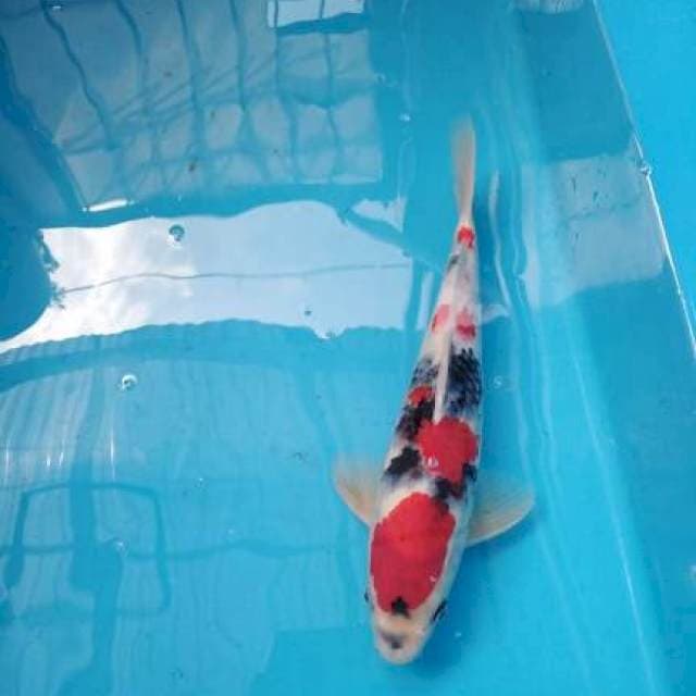 Showa Male 40 cm Up