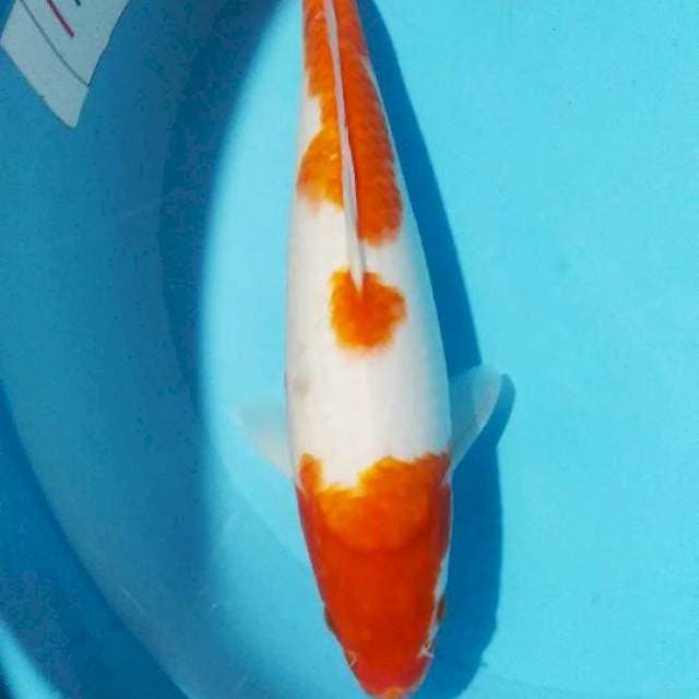 KOHAKU SUPER BULKI 34CM