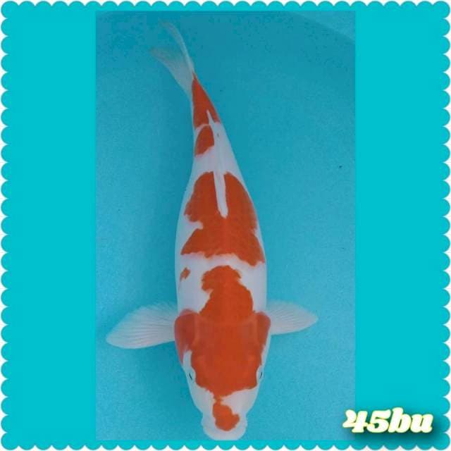 Kohaku 45cm