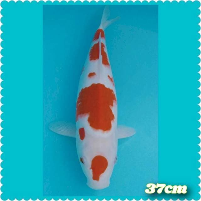 Maruten kohaku 37cm