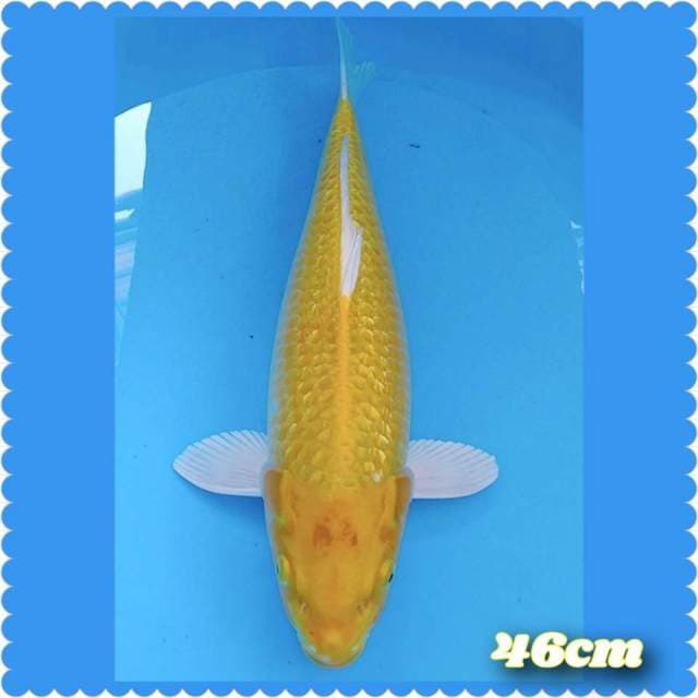 Ogon yellow gindrin 46cm