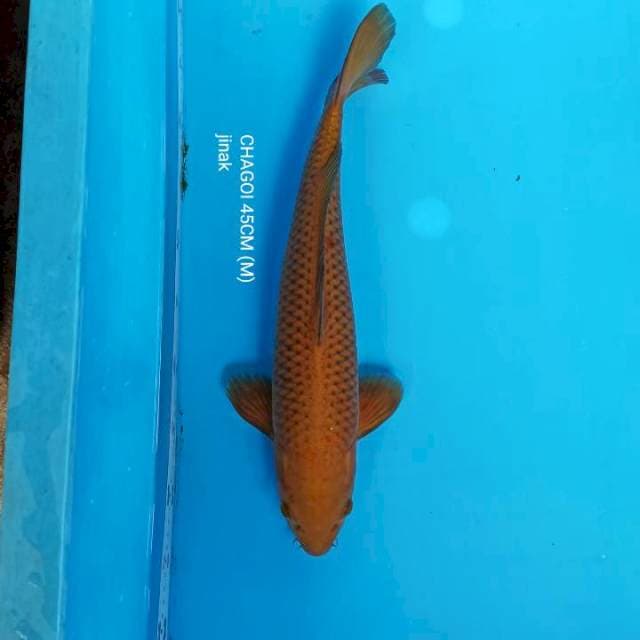CHAGOI 45CM 