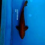CHAGOI 45CM 