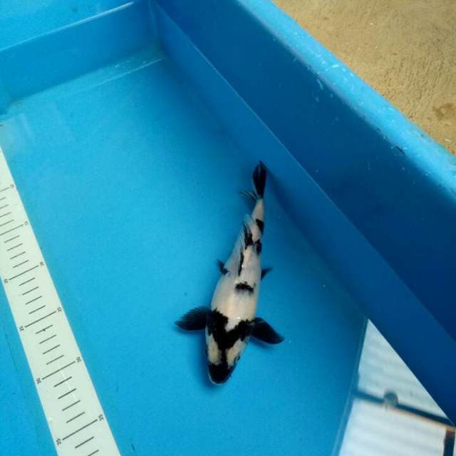 Male 20 cm