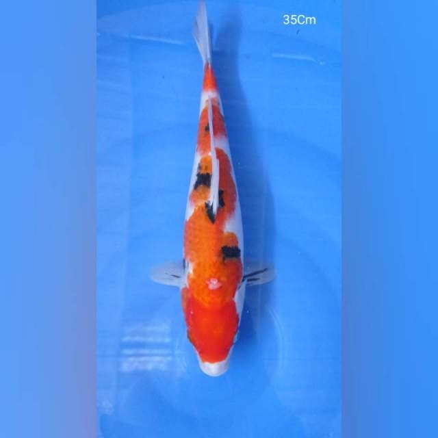 Sanke 35Cm