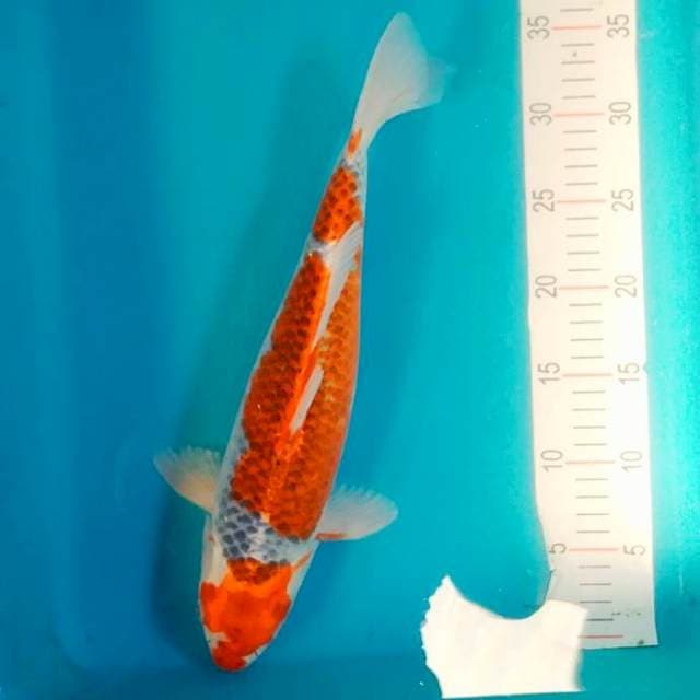Red Goshiki  38cm