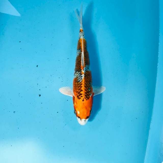 Kujaku, 25 cm