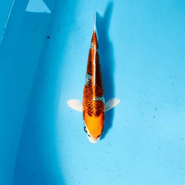 Kujaku, 21 cm