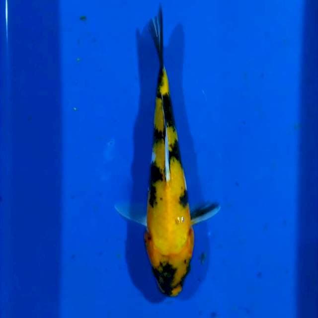 Showa 20cm