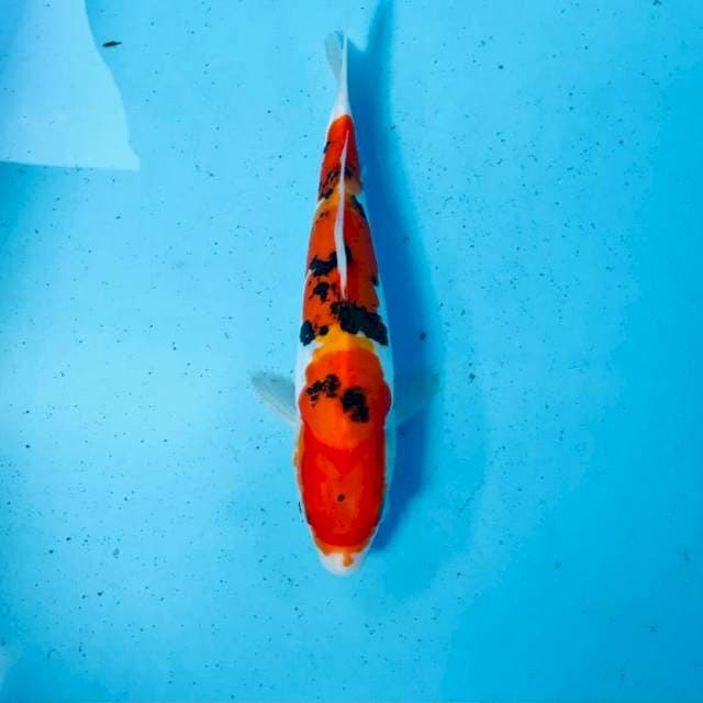 Sanke doitsu, 25 cm