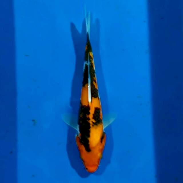 Showa 20cm
