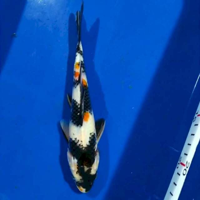 Showa 20cm