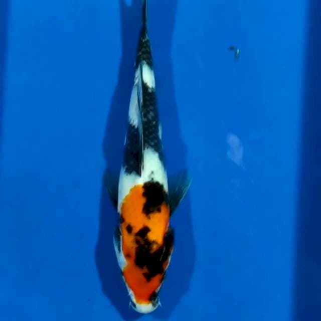 Showa 20cm