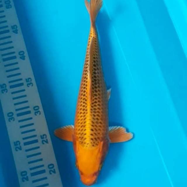 Kin Matsuba 32 cm