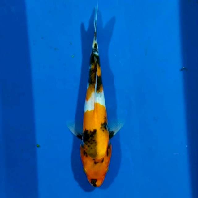 Showa 20cm
