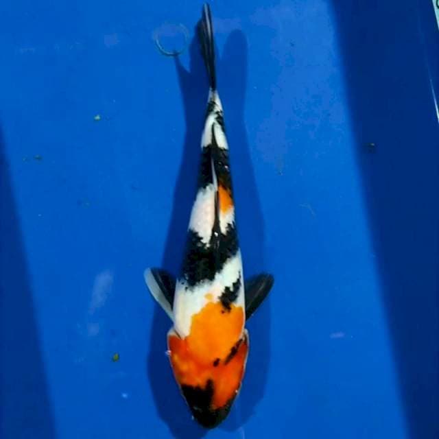 Showa 20cm