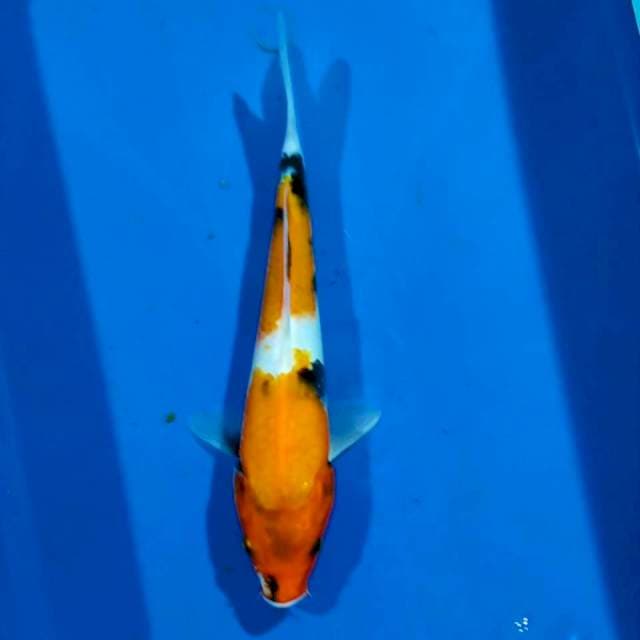 Showa 20cm