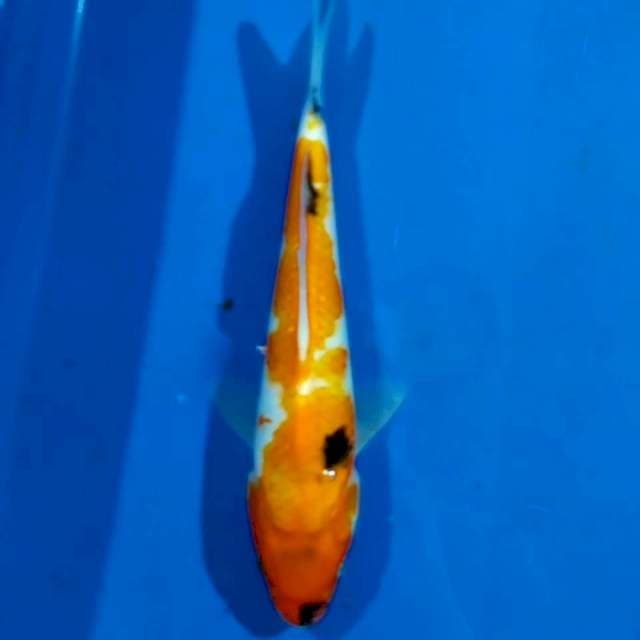 Showa 20cm