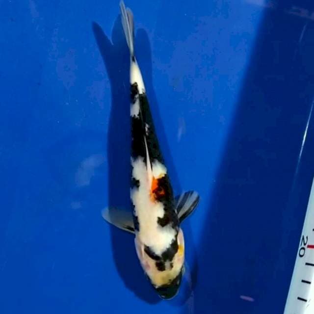 Showa 20cm