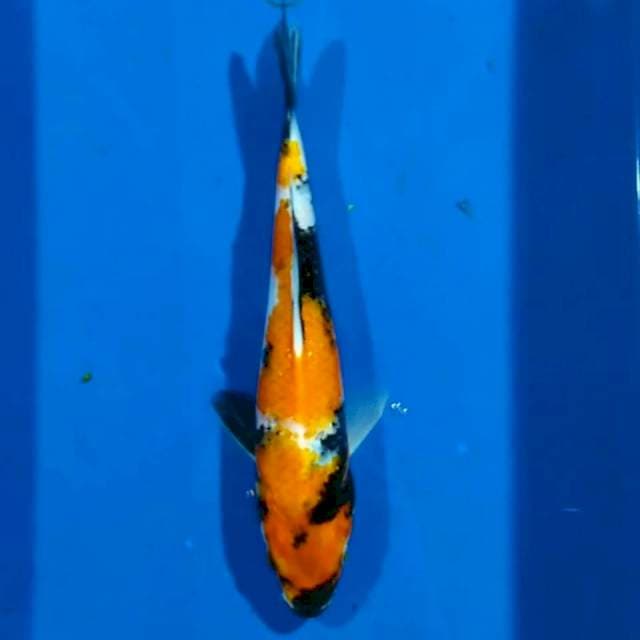 Showa 20cm