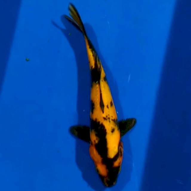 Utsuri 20cm