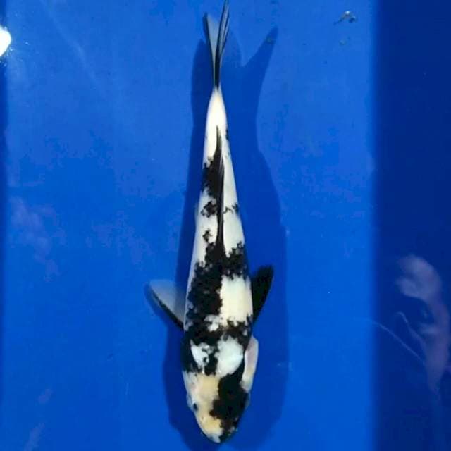 Shiro 20cm