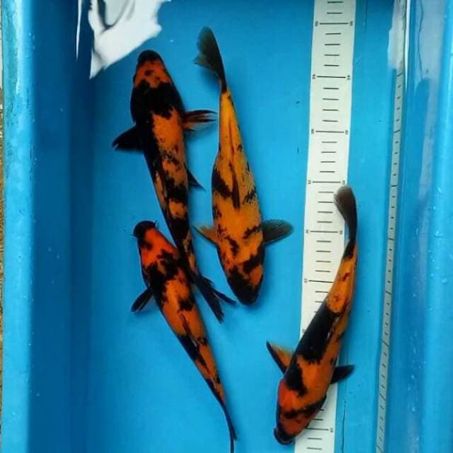 Paket utsuri 4 ekor 25-27 cm