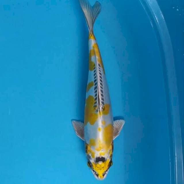 kiko 30 cm