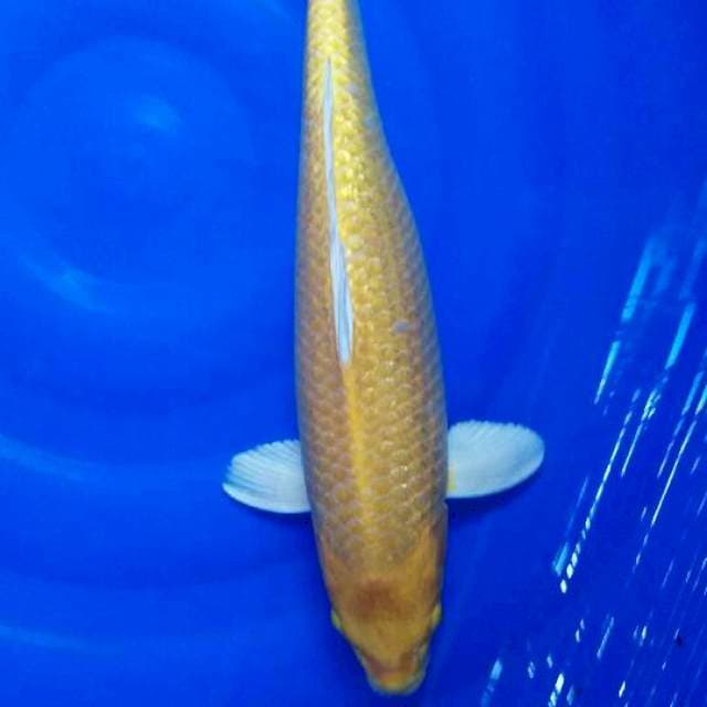 Ogon gingrin 45 cm