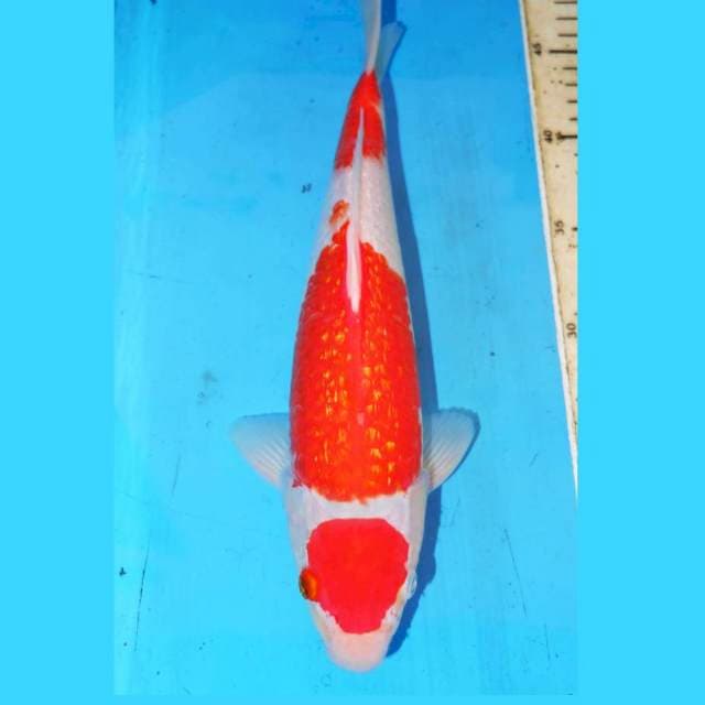 MARUTEN KOHAKU GINRIN 31cm