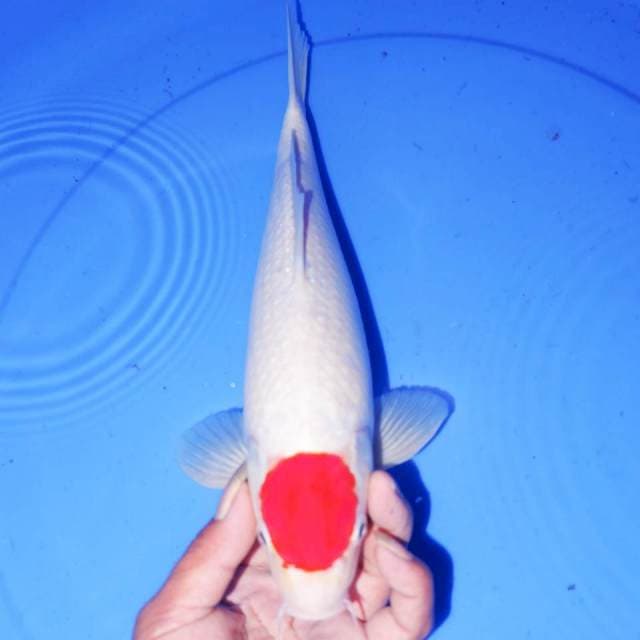 TANCHO KOHAKU ORIGINAL 33cm