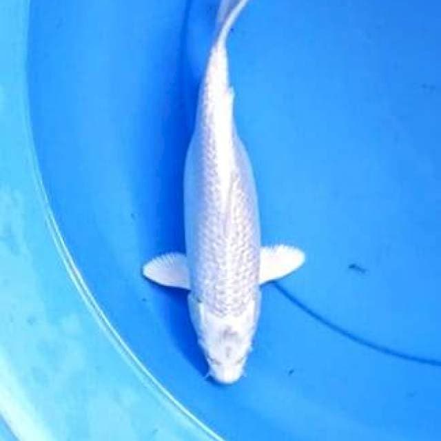 Platinum 26 cm