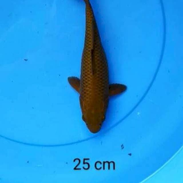 Chagoi 25 cm