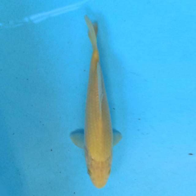 Karashi 22cm