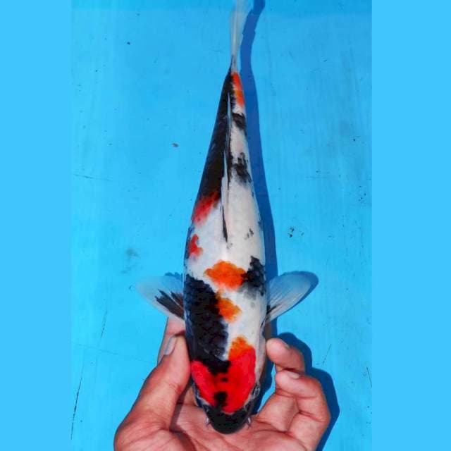 24CM KINDAI SHOWA