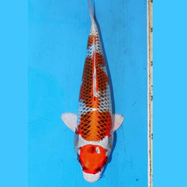 24CM KUJAKU BAGUS