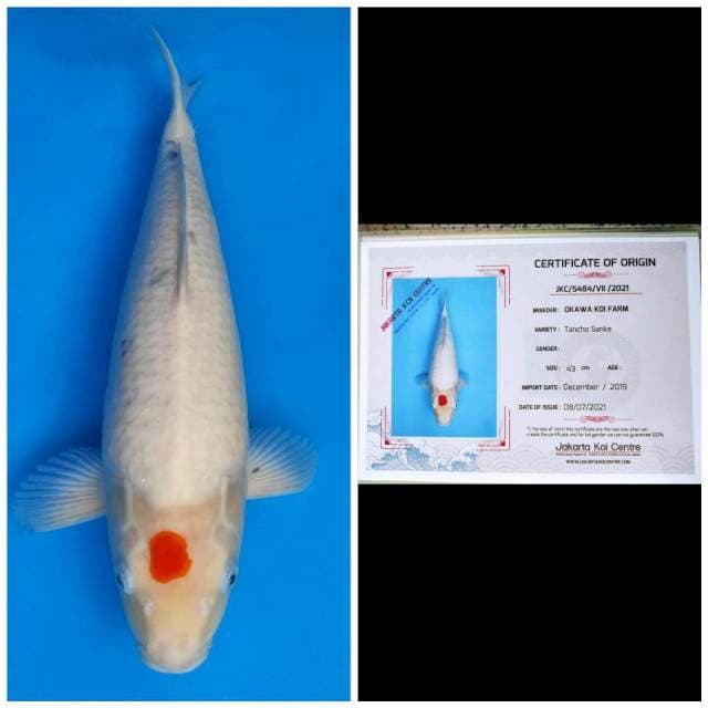 Okawa Jumbo Tancho Sanke