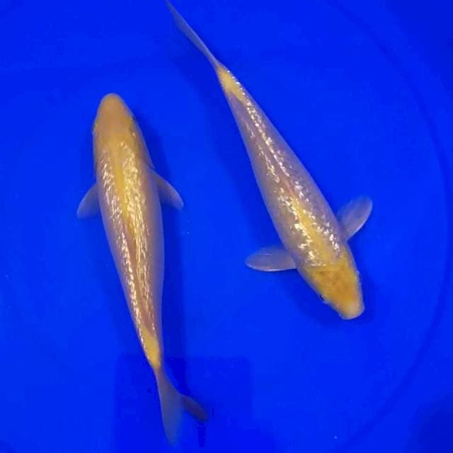 Karashi Ginrin 25cm