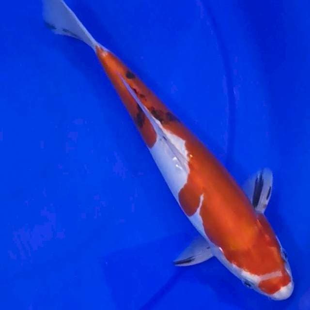 Sanke Doitsu HQ 30cm