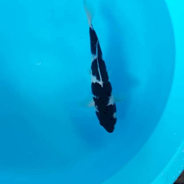 Black Kohaku 27cm