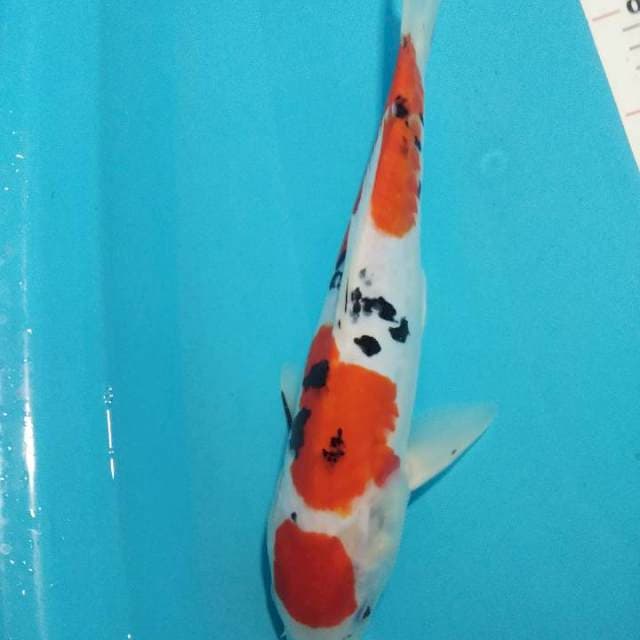 maruten sanke doitsu aragoke ory 33cm