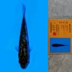 Chagoi Ginrin Import Serti